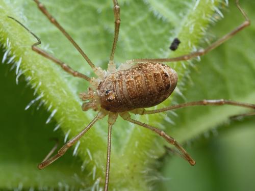 Réf. 306 152 : Rilaena triangularis